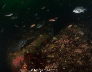 Rockfish etc. in Monterey by Morgan Ashton 